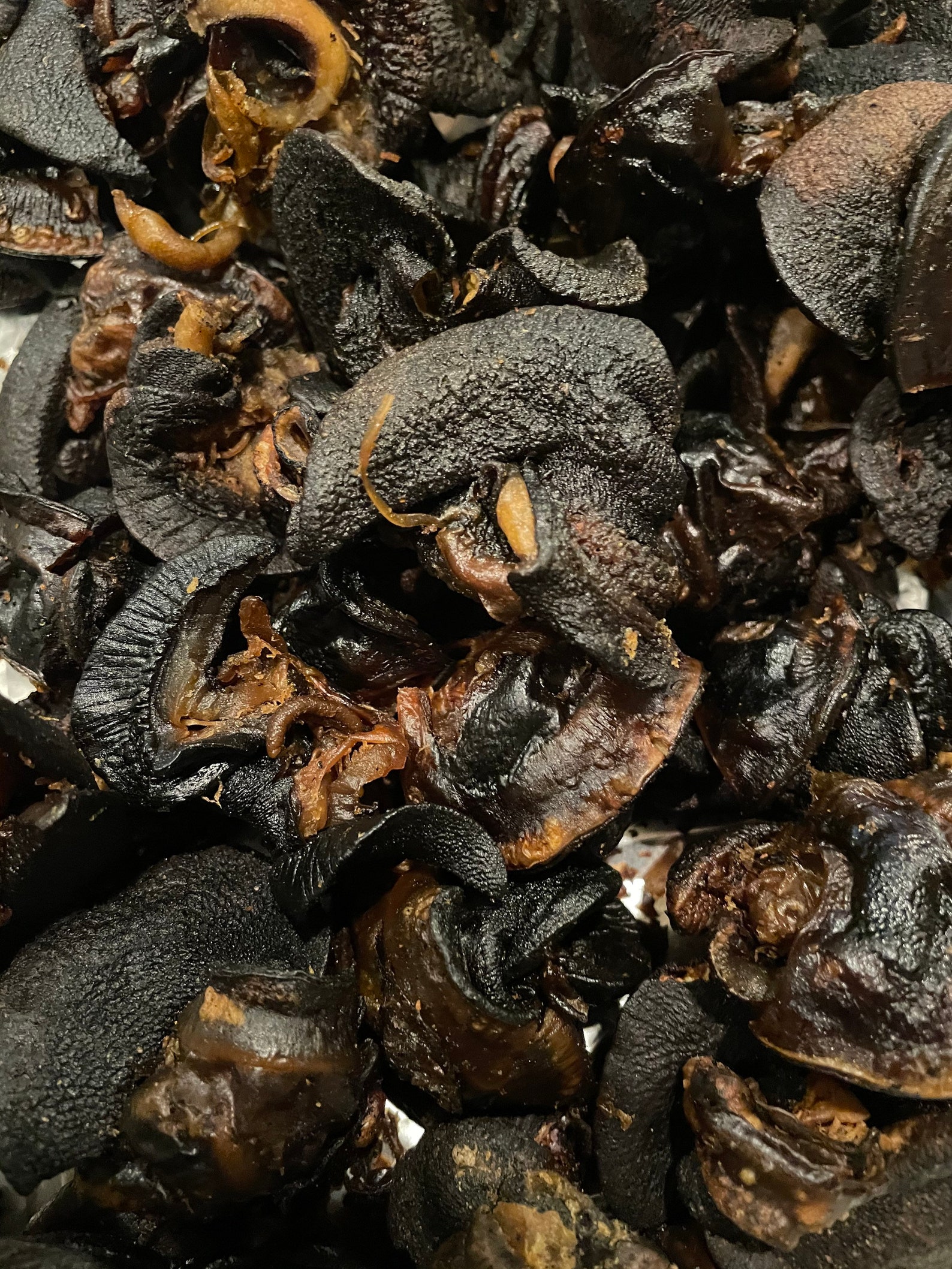 Oven Dried Large Snails Igbin 12pcs Per Pack Etsy