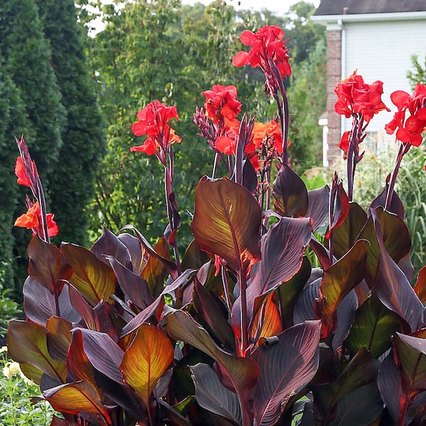 Dark Red Live Canna Lily Bulbs [1 bulb] Exotic Tropical Plant Flowers Large Leaf (King Humbert Musifolia Tropicanna Black) *Buy 5 Get 1 free