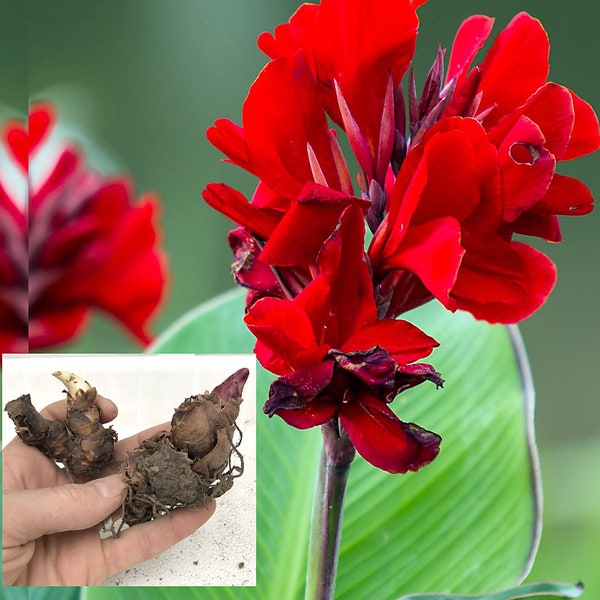 Live Canna Lily Bulbs - Exotic Tropical Plant Red Flowers Large Green Leaf (flowering, fast growing, easy to grow!) **Buy 5, get 1 free