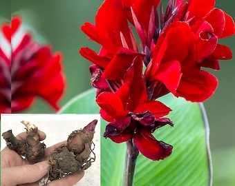 Live Canna Lily Bulbs - Exotic Tropical Plant Red Flowers Large Green Leaf (flowering, fast growing, easy to grow!) **Buy 5, get 1 free