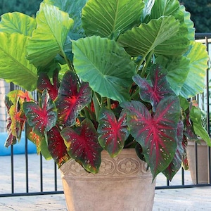 Alocasia Upright Elephant Ear - 1 EXTRA LARGE Live Bulb (Portora / Portadora)