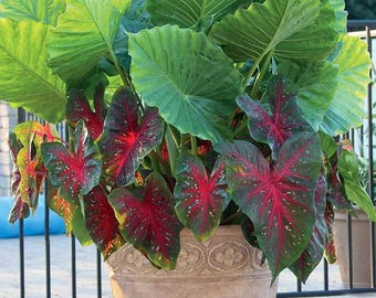 Alocasia Upright Elephant Ear - 1 EXTRA LARGE Live Bulb (Portora / Portadora)