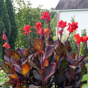 3 Red Canna Lily Indian Canna Indica Shot Bulbs Root Rhizomes image 5