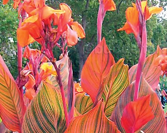 Tropicanna® Canna Lily Bulb - 1 Bulb - Variegated Cannas Plant Bulb/Tuber (Canna indica 'Phasion') Red, Purple, and Orange