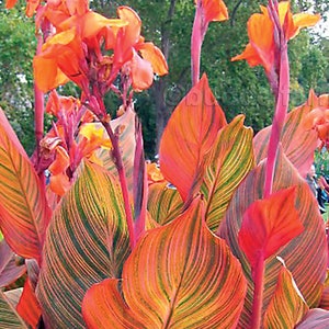 Tropicanna® Canna Lily Bulb - 1 Bulb - Variegated Cannas Plant Bulb/Tuber (Canna indica 'Phasion') Red, Purple, and Orange