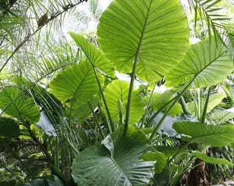 Upright Elephant Ear - Alocasia Portora *1 XL Large Bulb* (SPRING SALE)