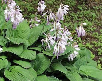Green Leaf Hostas - Clearance Sale! (1 bare root)