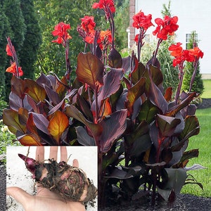 1 Large / XL Dark Red Purple Canna "MUSIFOLIA" Specialty Canna bulb