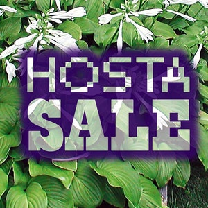 Hostas - Green Leaf Large ** Free Shipping **  [Minimum quantity: 3+]