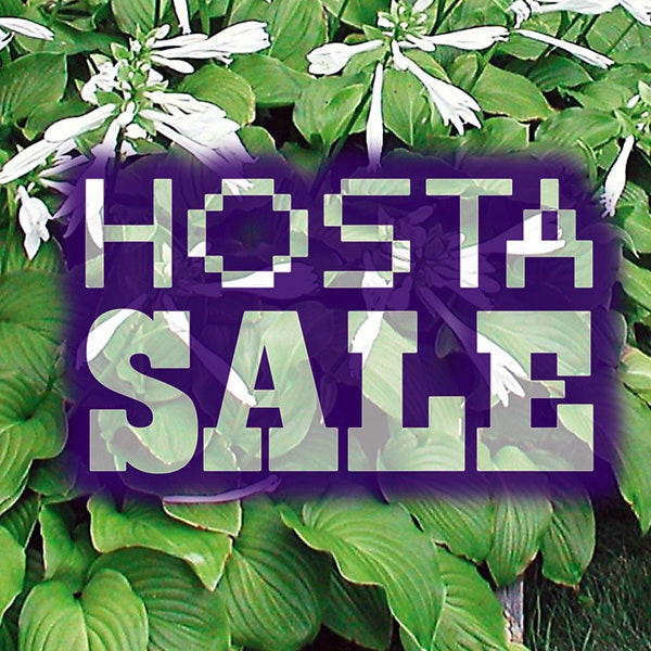 Hostas - Green Leaf Large ** Free Shipping **  [Minimum quantity: 3+]