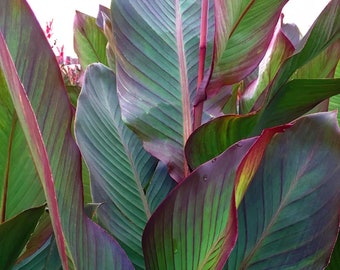 SUPER SUMMER SALE - Red Purple Leaf Canna (Musifolia)