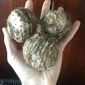3-Pack Elephant Ear Bulbs [Med/Large size] Bulbs (Colocasia esculenta) *FREE SHIPPING*