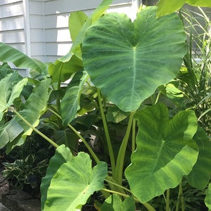 Fast Growing Plants - Elephant Ear Bulb [1 live bulb] (Taro Kalo Eddo Colocasia Esculenta) Sm