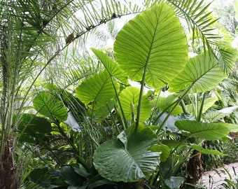 Upright Elephant Ear - Alocasia Portora *1 XL Large Bulb* (FREE SHIPPING)