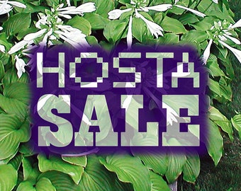 HOSTAS - CLEARANCE SALE (Green Leaf White Flower)