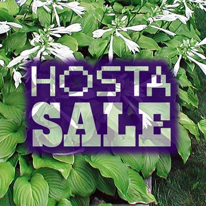 HOSTAS - CLEARANCE SALE (Green Leaf White Flower)