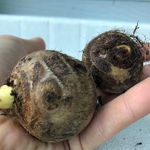 SUMMER SALE! Elephant Ear Bulbs - 1 Small size bulb (Taro Kalo Eddo Colocasia Esculenta Gabi)