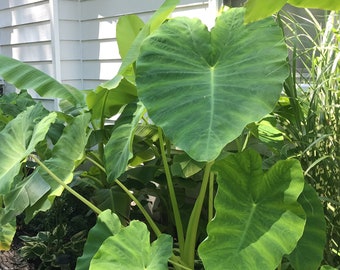 Fast Growing Plants - Elephant Ear Bulb [1 Large Size live bulb] (Taro Kalo Eddo Colocasia Esculenta) [Lg]