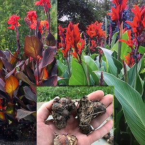 3 Red Canna Lily Indian Canna Indica Shot Bulbs Root Rhizomes image 2