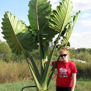 Alocasia Portora 'Upright Elephant Ear' *1 XL levande lök* (Portodora, Portadora, Portidora) Stor grön tropisk flerårig växt