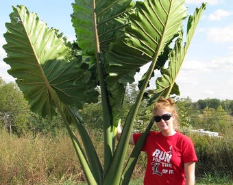 Alocasia Portora 'Upright Elephant Ear' *1 XL Live Bulb* (Portodora, Portadora, Portidora) Large Green Tropical Perennial Plant