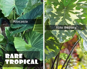 Specialty Elephant Ear Live Bulbs - Your Pick: Hilo Beauty, or Alocasia Portora (colocasia esculenta, alocasia plant rare)