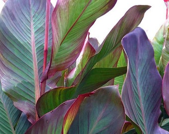 Giant Canna Lily "Russian Red Leaf" Musifolia Burgandy (Rhizomes) - 1 Large Bulb / Ready for Planting! ~Tropical Plant~