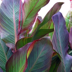 Giant Canna Lily "Russian Red Leaf" Musifolia Burgandy (Rhizomes) - 1 Large Bulb / Ready for Planting! ~Tropical Plant~