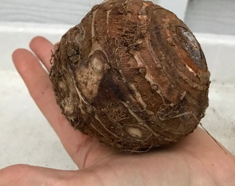 Jumbo Giant Elephant Ear Bulb - (1) Large/XL LIVE Bulb (Colocasia Esculenta Gigantea) Giant Green Leaf