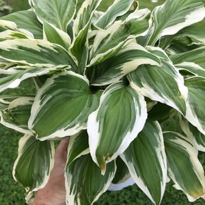 Hostas Green and White Variegated 'Patriot Hosta' or similar variety Bare Root live plant Pack of 2