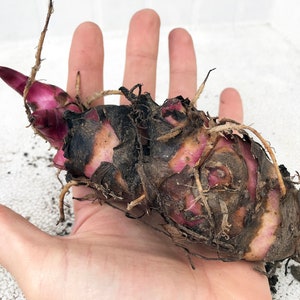 Giant Dark Red/Purple Live Canna Lily Bulbs [XL Extra Large]