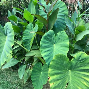 Fast Growing Plants - Elephant Ear Bulb [1 Med/Lg Size live bulb]