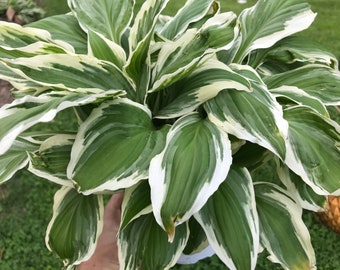 Patriot Hosta - Shade Perennial Large Hosta Plant (bare root live plant)