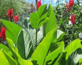 2 Red Canna Lily "Indian Canna" Indica Shot Bulbs (Root Rhizomes)