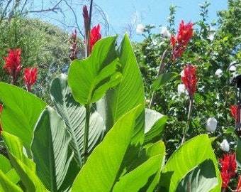 2-Pack Canna Lily Lilly Bulbs - Live Bulb - Tropical Exotic Plant, Large Green Leaves w/ Red Flower - Lillies for Garden/Pool Area/Landscape