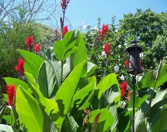 3-Pack Live Canna Lily Bulbs - Large green tropical plant w/ Red Flowers - Great for Garden, Patio, and landscaping (Hummingbirds love them)