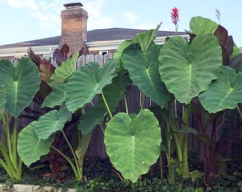 Giant Elephant Ear Bulbs - (1) Live Bulb - Tropical Plant Green Leaf - Med/Large [19.99] **SPRING SALE**