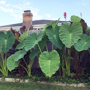 Giant Elephant Ear Bulbs - (1) Live Bulb - Tropical Plant Green Leaf - LG/Large [25.00] **SPRING SALE**