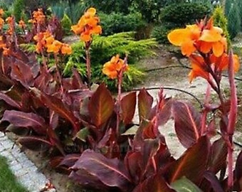 Canna Lily Bulbs Orange/Bronze -1 Bulb- Large tropical plant (Wyoming Orange flowers) Garden Patio & landscape (Hummingbirds love them!)