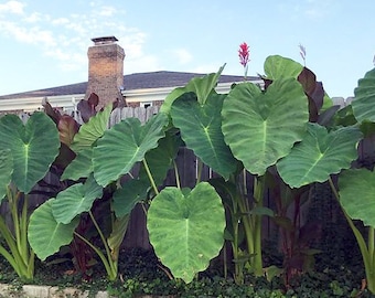 Jumbo Elephant Ear Bulb / Giant/Large (XL)