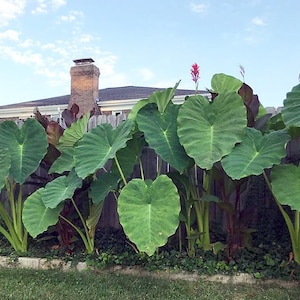 Elephant Ear Bulb / Colocasia Esculenta (1) LIVE BULB - Large Size (similar to pictured)