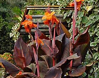 Canna Wyoming - Rare Bronze Leaf/Orange Flowers (1 bulb)