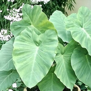 Bulbo de oreja de elefante (taro/eddo/colocasia)