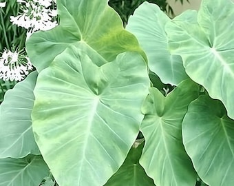 Olifantoorbol (taro/eddo/colocasia)