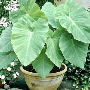 Bulbo de oreja de elefante: floración estival, follaje verde