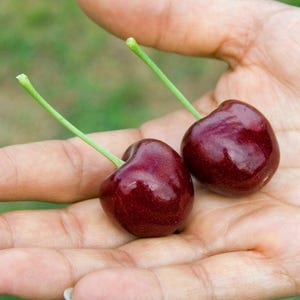 May include: Two ripe, dark red cherries with green stems are held in an open hand. The cherries have a glossy sheen, and the background is a blurred green.