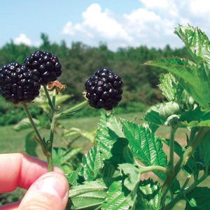 May include: Close-up of ripe blackberries on a green leafy plant. The blackberries are a deep, dark purple color, and the leaves are a vibrant green. The background shows a field and a blue sky with clouds.