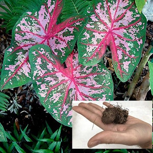 1 bulbo de caladium: variedades mixtas de gran tamaño [tamaño n.° 1]