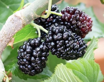 Maulbeerbaum-Stecklinge / Sprösser zum Veredeln - Obstbäume - Falls Sie eine andere Holzart bevorzugen (WEIBLICH)