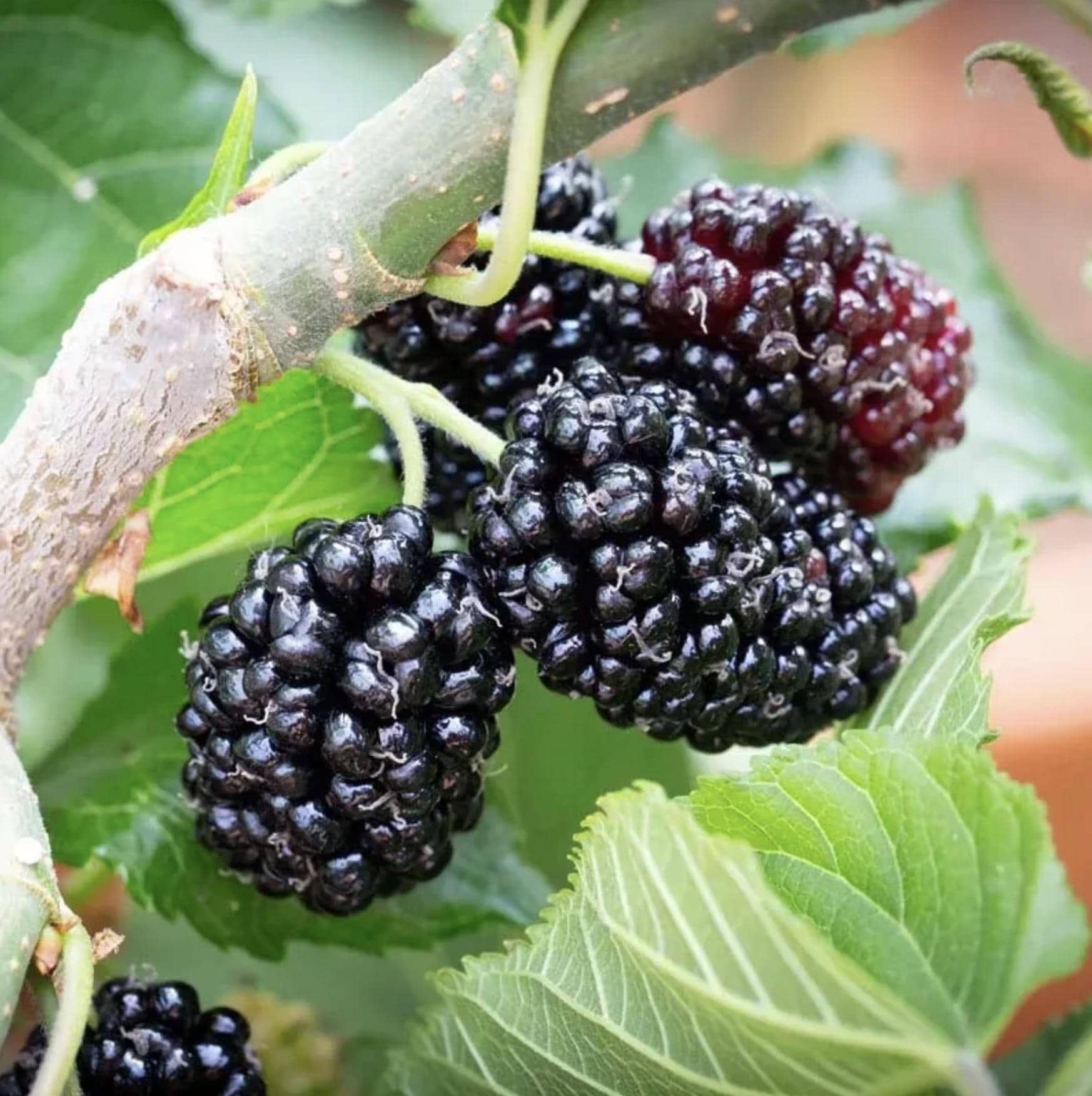 Fol Tree Mulberry Cuttings / Scion for Grafting - Fruit Trees - Illinois ...